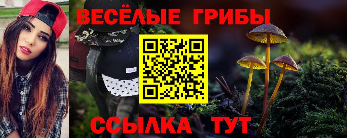 Мценск  Псилоцибиновые грибы Psilocybe  Вход с VPN  Галлюциногенные грибы Psilocybe 